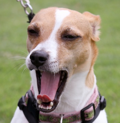 pumpkin-jack-russell-yawning copy | Georgia Jack Russell Rescue