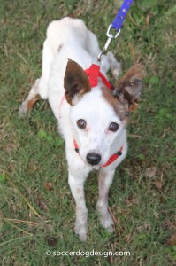 chloe, jack russell terrier, foster needed, special needs