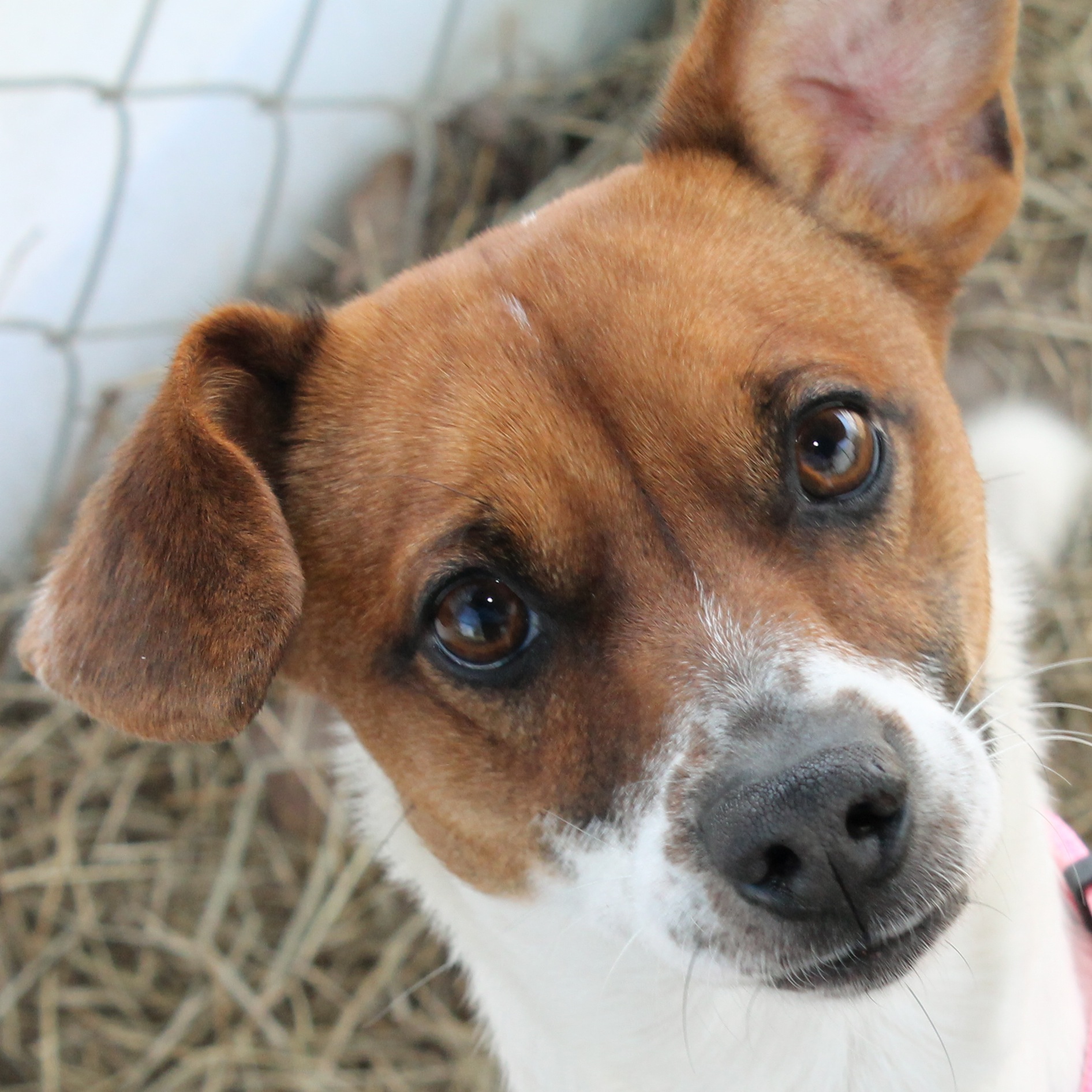 adoptable-jack-chihuahua-terrier-tag copy | Georgia Jack Russell Rescue