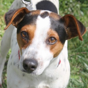 adoptable jack russell terrier corey