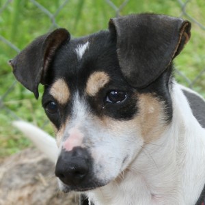 Pebbles, Doxie/Terrier Mix