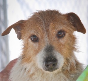 Sadie, Jack Russell Terrier