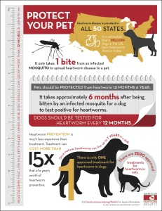 Heartworm Infographic