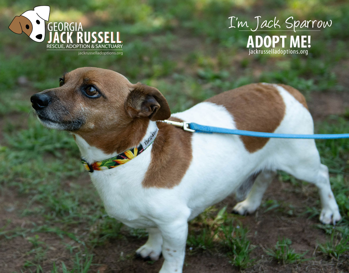 Jack Russell Rescue