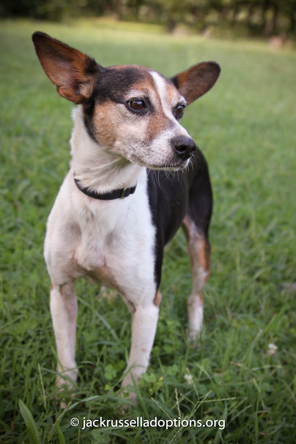 Adoptable Jack Russell Rat Terrier Mix, Dixie, Georgia Jack Russell ...