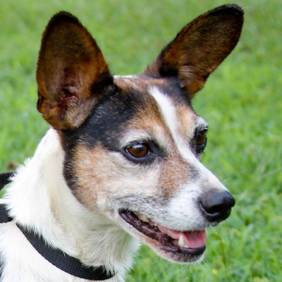 Adoptable Jack Russell Rat Terrier Mix, Dixie, Georgia Jack Russell ...