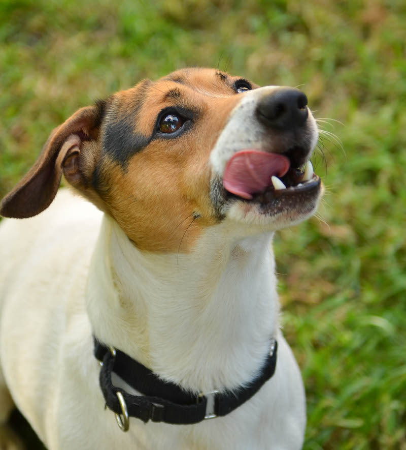 duncan-jack-russell-adopt-tongue | Georgia Jack Russell Rescue