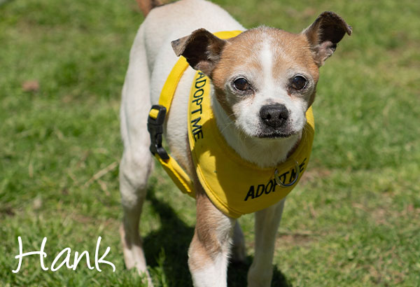 Adopt Me Dog Vest Adopt Me Dog Jacket for Foster Dogs 