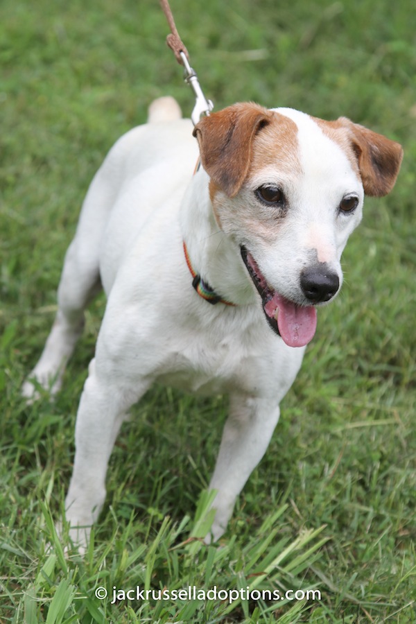 Adoptable Jack Russell Terrier, Kennedy, Georgia Jack Russell Adoptions ...