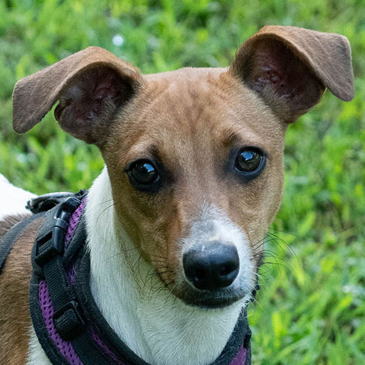 Our Dogs | Georgia Jack Russell Rescue