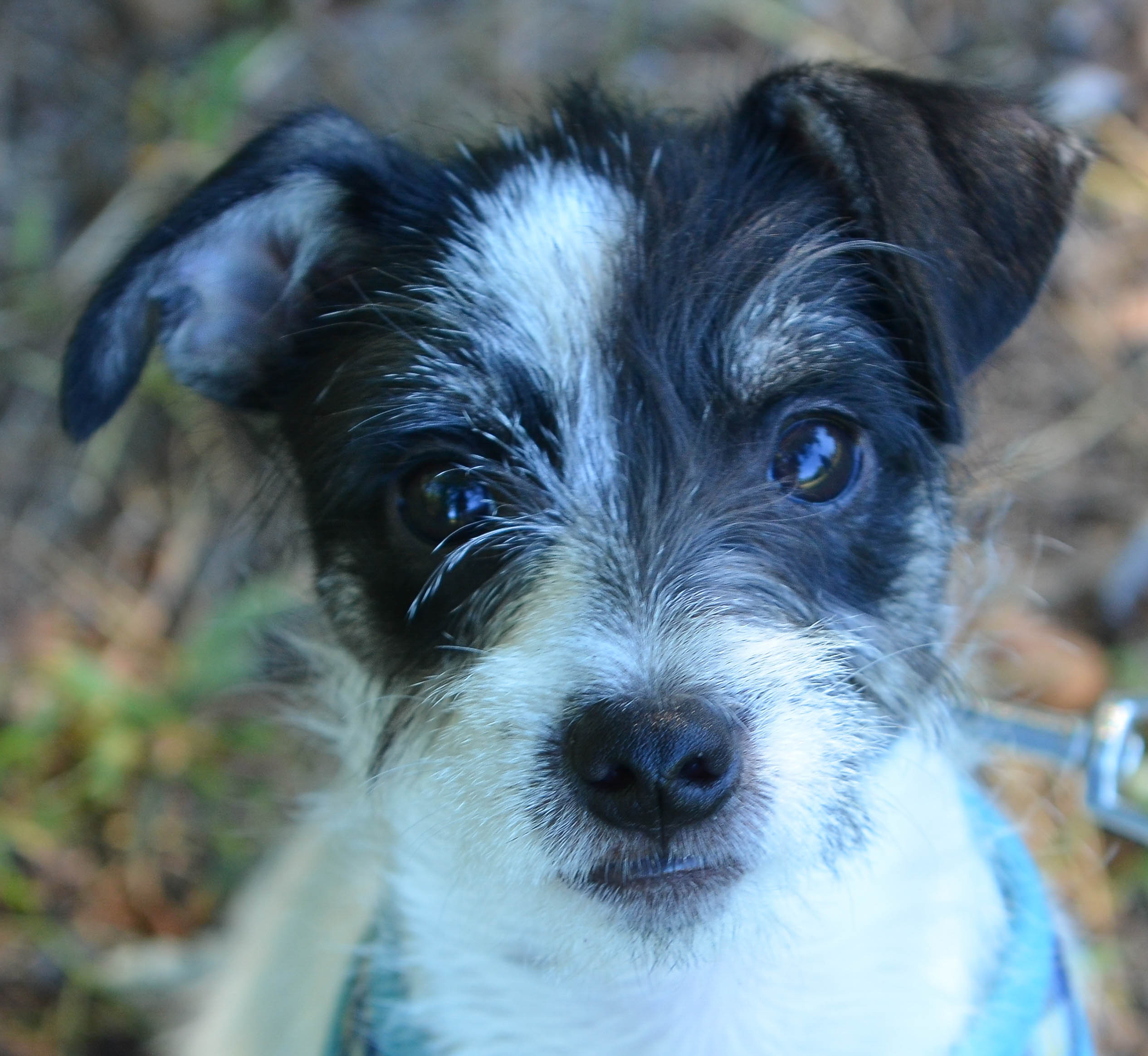 Oreo – Georgia Jack Russell Rescue