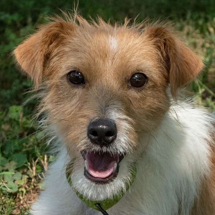 Our Dogs | Georgia Jack Russell Rescue