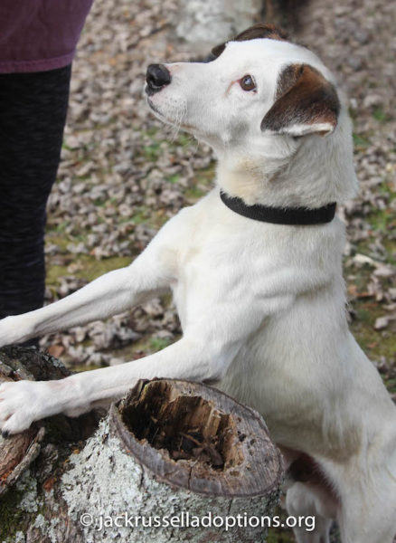 rusty-georgia-jack-russell-rescue