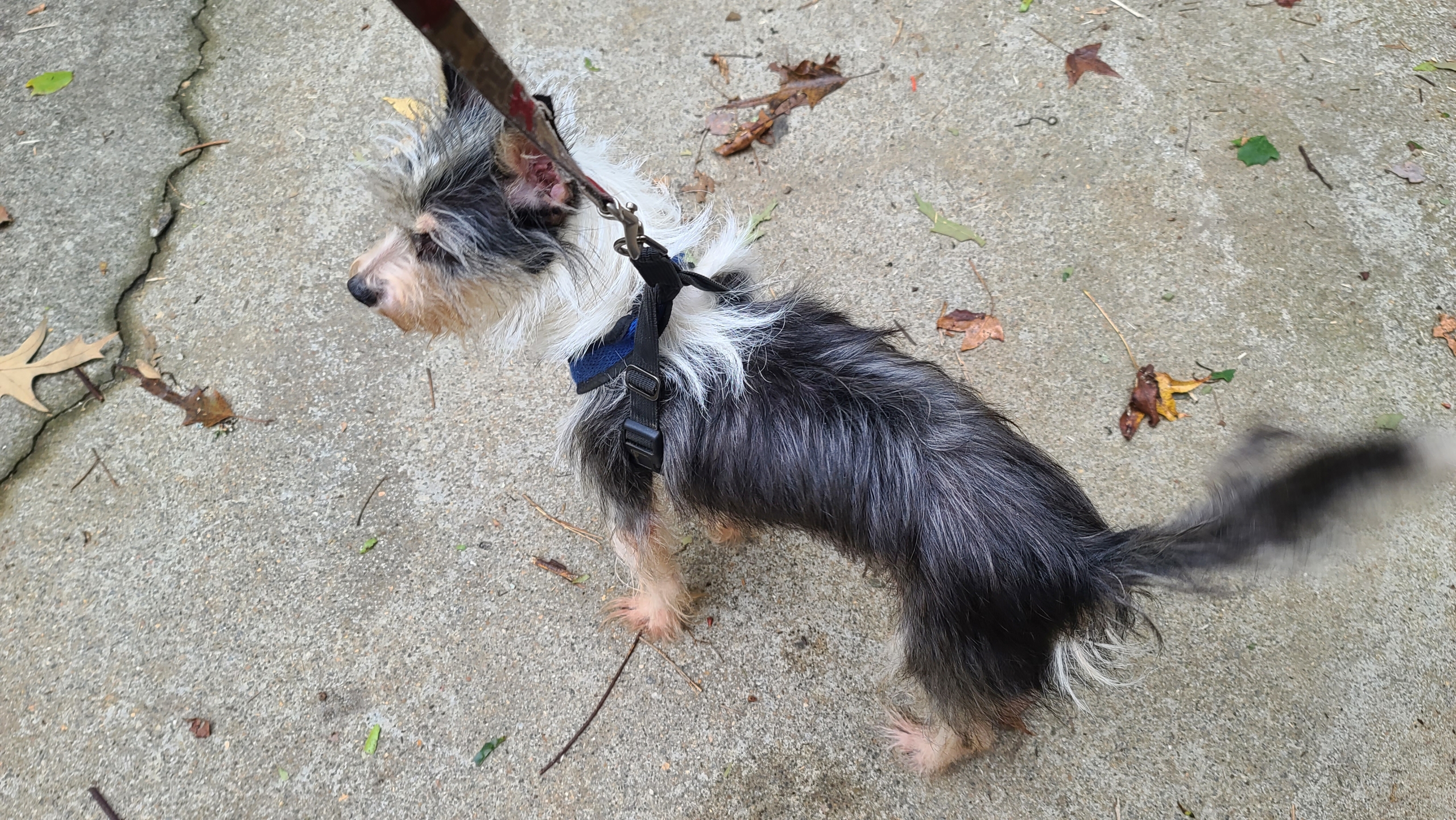 toby-adopt-terrier-chi-walk – Georgia Jack Russell Rescue